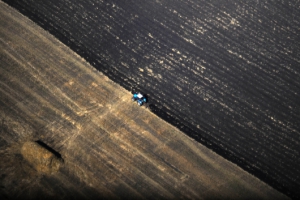 Global Harvest prospects improve for maize, wheat and rice crop output